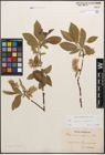 Foto von Salix caprea L. x Salix nigricans Sm.